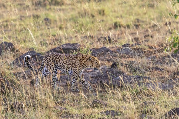 Leopard (Panthera pardus) walking in the grass on the african savanna, Maasai Mara National