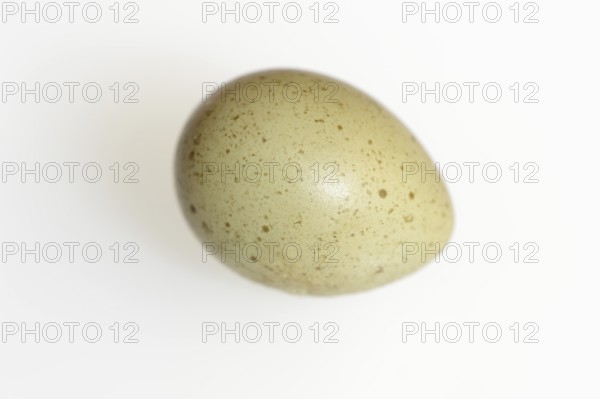 Chinese dwarf quail (Synoicus chinensis, Coturnix chinensis), egg, quail egg on white background