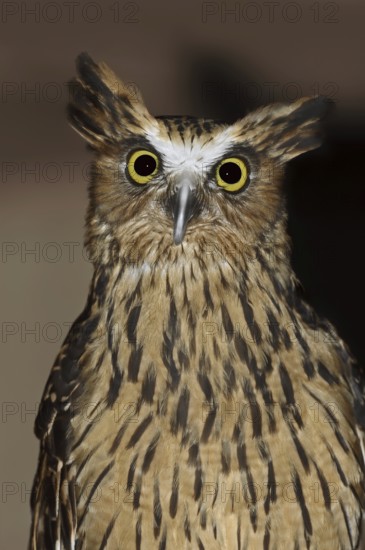 Sunda fish owl or Malayan fish owl (Ketupa ketupu, Bubo ketupu), portrait, captive, occurrence in