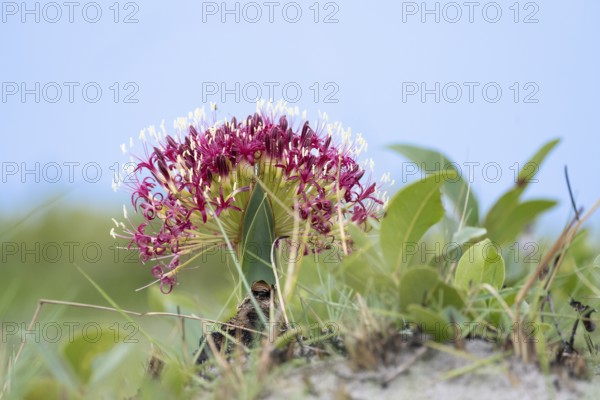 Flower of blood lilly, Haemanthus sanguineus, standing against the blue sky. Blooming colourful in