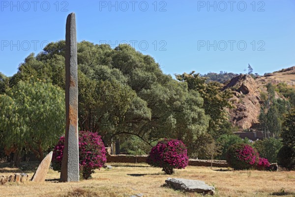 Tigray region, in the stele park of Axum, Aksum, Ethiopia, Africa