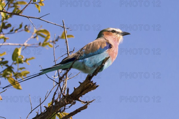 Africa, Botswana, Fork-tailed Roller, Coracias caudatus, Botswana, Africa