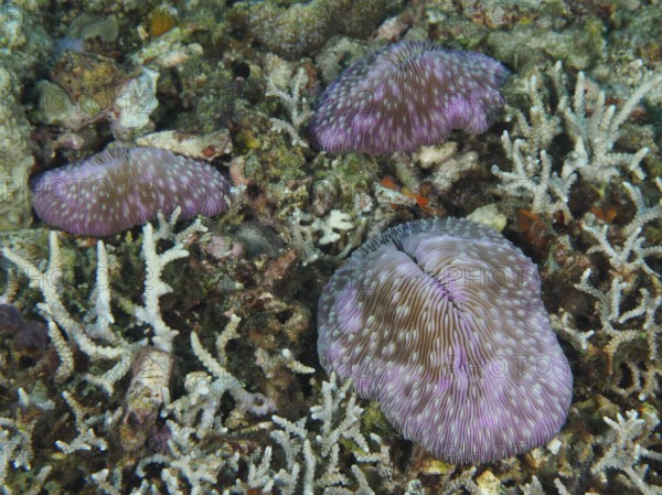 Purple coloured mushroom corals (Fungia fungites) scattered on a seabed, dive site Gondol Reef,