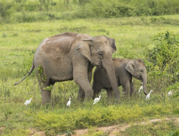 Indian elephants (Elephas maximus indicus), Khiri Khan, Hua Hin, Kui Buri National Park, Thailand,