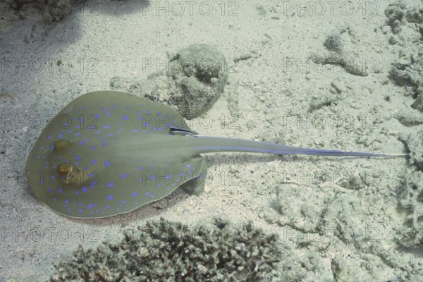 A blue spotted ray (Taeniura lymma) lies on a sandy seabed and is being cared for by a cleaner