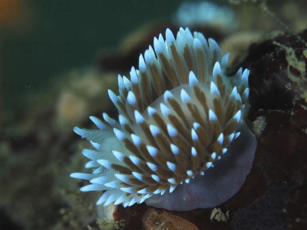 Bright blue nudibranch with long tentacles, gas flame nudibranch (Bonisa nakaza), in the underwater