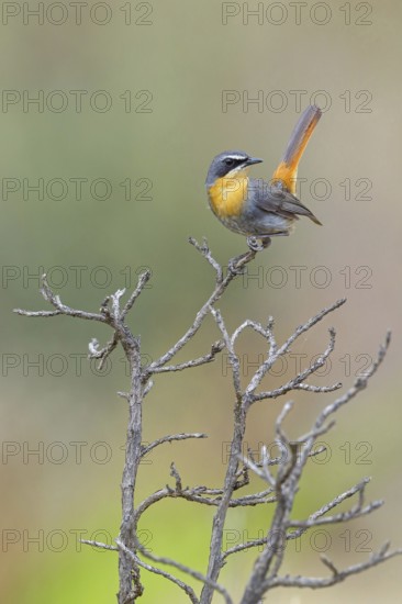 Cossypha caffra, family of flycatchers, Underberg surroundings, Underberg, KwaZulu-Natal, South