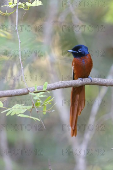 Senegal Paradise Flycatcher, (Terpsiphone rufiventer), Brufut woods, Brufut, South Bank, Gambia,