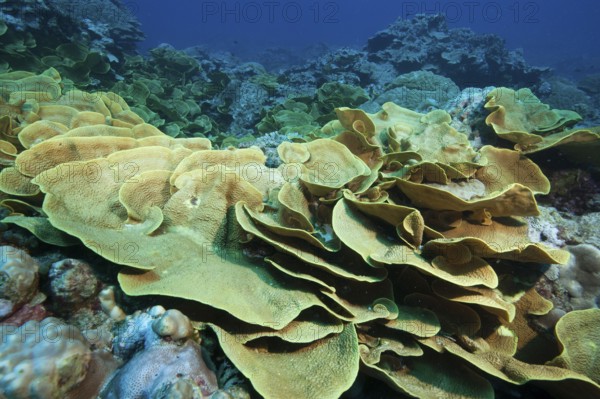 Coral colony Colony of leaf-shaped corals Goblet coral (Turbinaria mesenterina), Pacific Ocean, Yap