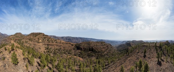 Pine forest in the Palmitos Mountains, Gran Canaria, Canary Islands, Spain, Europe