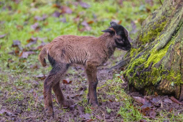A Cameroon or Cameroon Dwarf sheep lamb, Ovis gmelini aries, standing in a forest