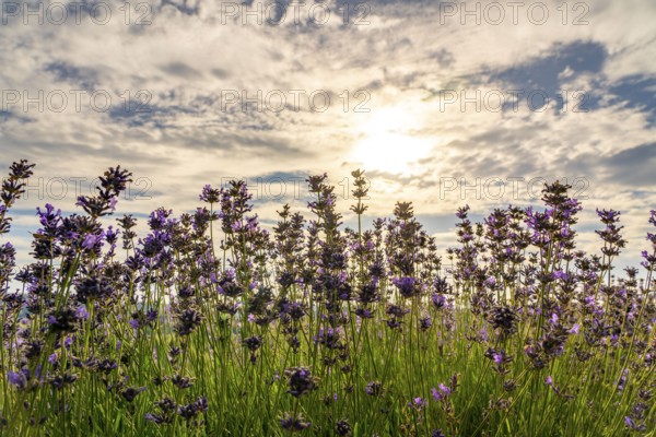 Lavender fields in East Westphalia Lippe, OWL, near the village of Fromhausen, near Detmold, the