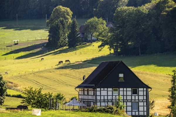 Landscape in Elfringhauser Schweiz, Hattingen, city limits to Sprockhövel, paddock, half-timbered