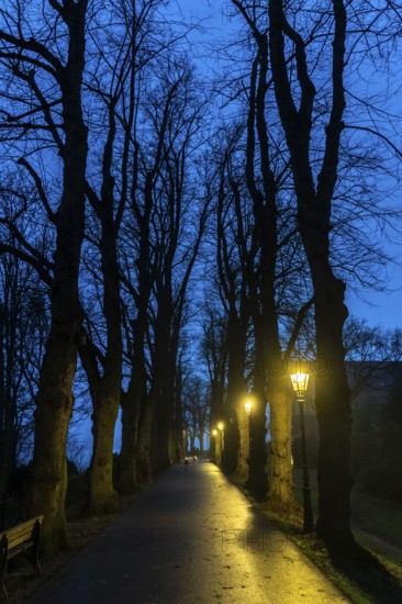 The Burgallee in Düsseldorf-Kaiserswerth, tree-lined avenue, at the old imperial palace, on the