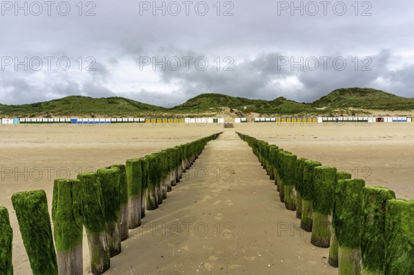 North Sea coast in Zeeland, called Zeeland Riviera, breakwater, made of wooden piles, near