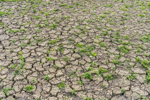 Dry soil, cracked, only a few weeds growing out of the ground, dried-up riverbed, in a side arm of