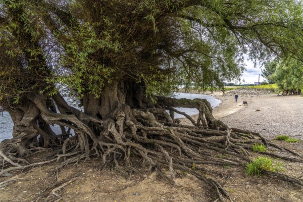 Rhine bank near Duisburg-Baerl, old silver willow, exposed roots, North Rhine-Westphalia, Germany,