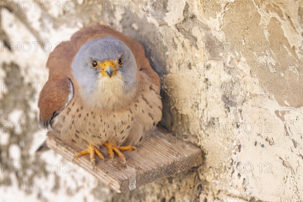 Lesser kestrel (Falco naumanni) male, hunting, foraging, portrait, sitting in a ruin, lying in