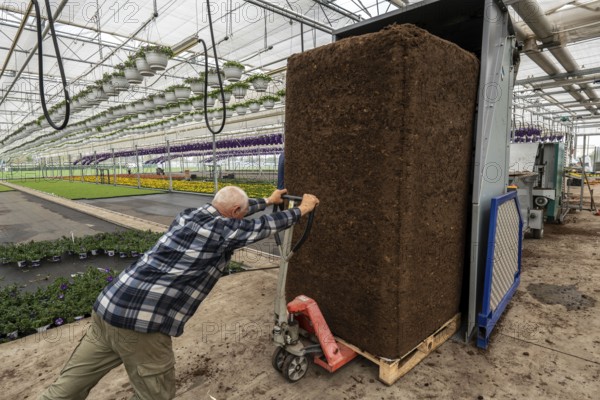 Horticultural business, greenhouse, potting soil for balcony plants, ornamental plants, in the