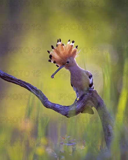 Hoopoe (Upupa epops) Bird of the Year 2022, with beetle larva as prey, raised bonnet, sunrise,