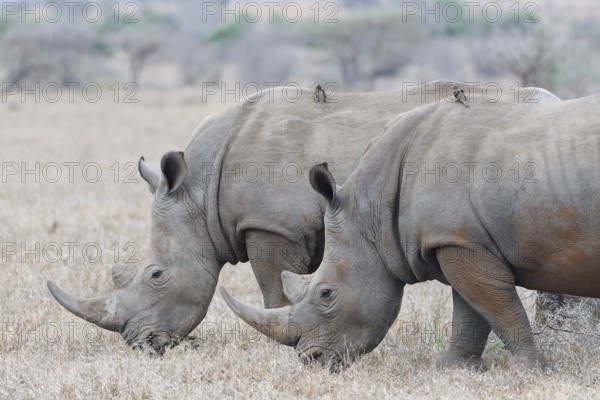 Southern white rhinoceroses (Ceratotherium simum simum), two adult males feeding on dry grass, with