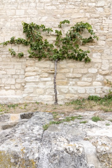 Grapevine, vine plant, Neuenburg Castle, Freyburg, Saxony-Anhalt, Germany, Europe