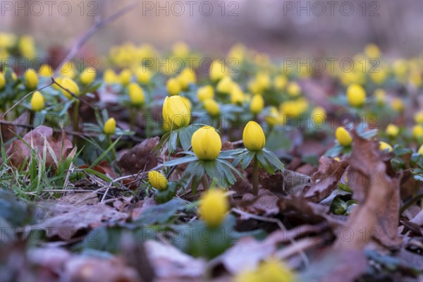 Yellow winter aconites poking through brown leaves on the forest floor, blurred natural