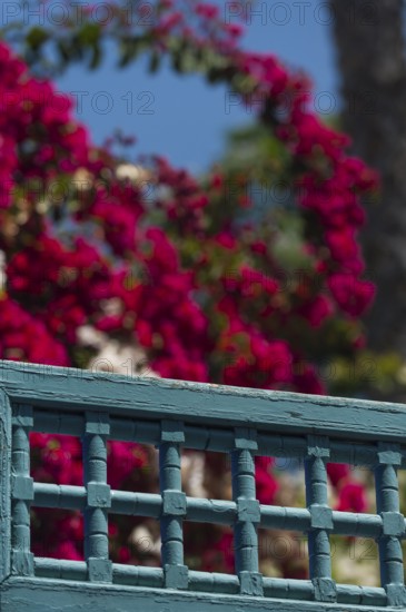 Majorelle Garden, botany, bougainvillea, flora, plant, botany, tropical, climate, architecture,
