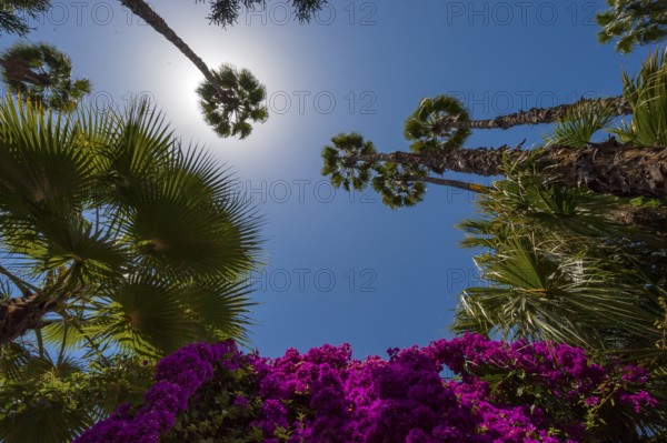 Palm trees in the Majorelle Garden, botany, palm, flora, backlight, sun, summer, flower, plant,