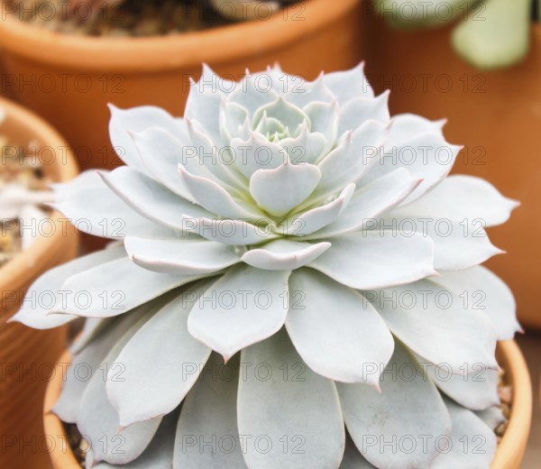 Beautiful succulent plant in greenhouse. Closeup, floral patterns, selective focus