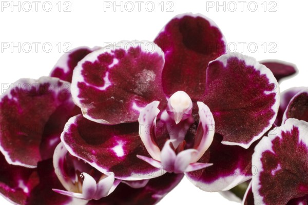 Beautiful orchids of different colors on white and grey background. Phalaenopsis hybrids. Close up