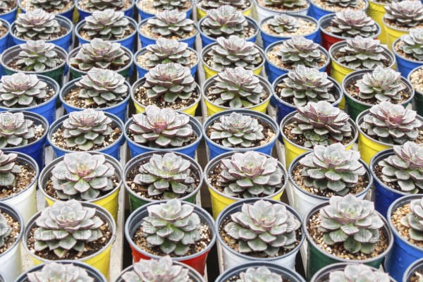 Various types of succulent in flower pots in the greenhouse. Closeup, selective focus