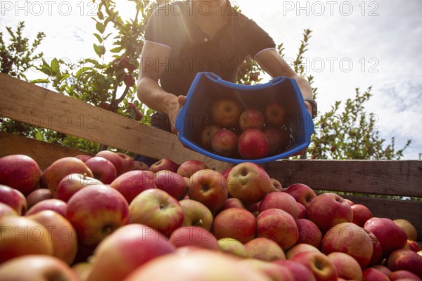 Apple harvest in Meckenheim/Pfalz. Harvest workers from Bleichhof in Meckenheim harvesting Weirouge