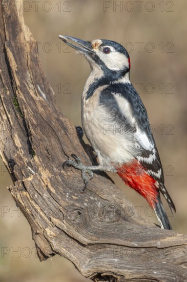 Great Spotted Woodpecker (Dendrocopos major) on a branch in the forest. Bas-Rhin, Alsace, Grand
