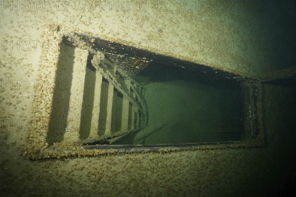 Rusty ladder in a shipwreck, covered by mussels, quagga triangle mussel (Dreissena rostriformis