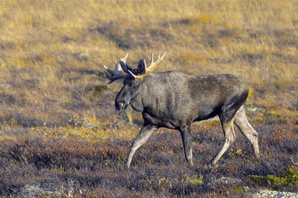 Moose, elk (Alces alces), adult bull, male foraging on the tundra in autumn, fall, Sweden,