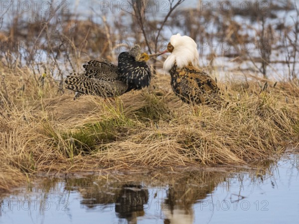 Ruff (Calidris pugnax) two males in breeding plumage at lek, fighting over female, Pokka, Finnish