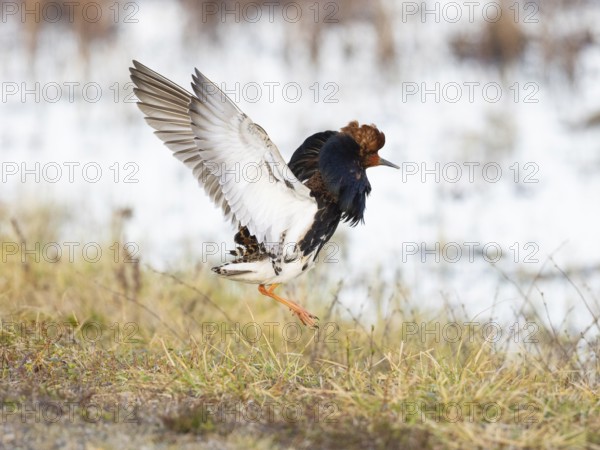 Ruff (Calidris pugnax) male in breeding plumage displaying at lek, Pokka, Finnish Lapland