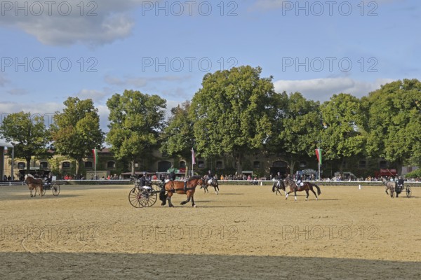 Warendorf State Stud, Stallion Parade, Apprentice Show