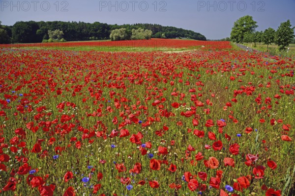Europe, Germany, Mecklenburg-Western Pomerania, Poppy field near Göhren-Lebbin, Göhren-Lebbin,
