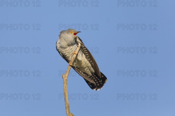 Common cuckoo (Cuculus canorus), male perched on a tree branch, in spring, in a threatening pose,