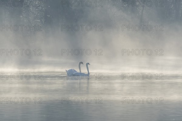 Mute swan (Cygnus olor) silhouette in the morning mist on the water of a lake. Bas-Rhin, Alsace,