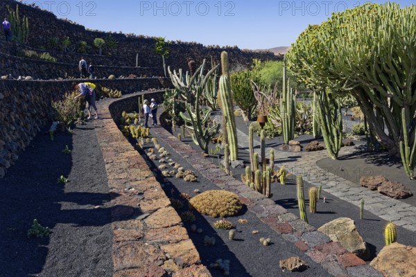 Cactus garden, Jardin de Cactus, designed by the artist César Manrique, Lanzarote, Canary Islands,