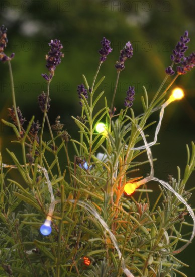 Lavender (Lavandula), with fairy lights, North Rhine-Westphalia, Germany, Europe