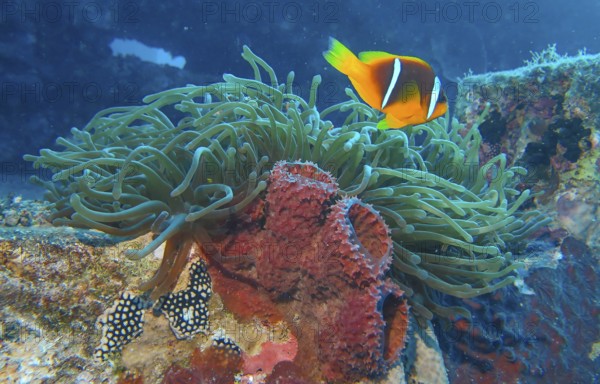 Red Sea anemonefish (Amphiprion nigripes), anemone, dive site wreck of the Thistlegorm, Red Sea,