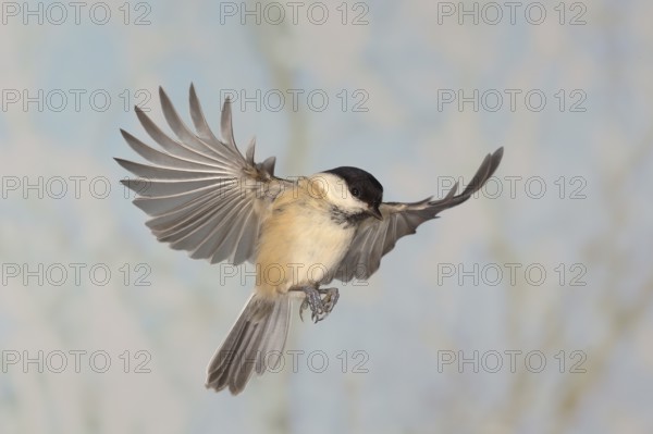 Willow Tit (Parus montanus), in flight, high speed aerial photograph, winter, animals, birds,