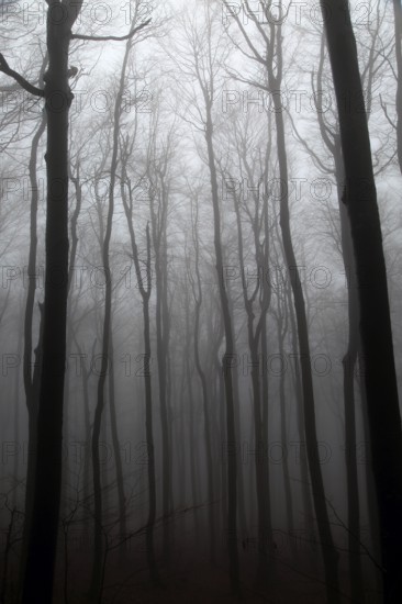 Beech woodland obscured by low cloud fog, Shipka Pass, Bulgaria, eastern Europe, Europe