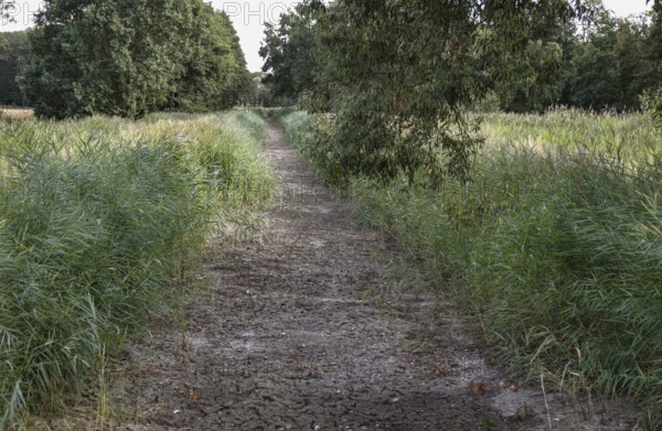 The Plane, a river that normally fills the surrounding fish ponds with water, is dry and no longer