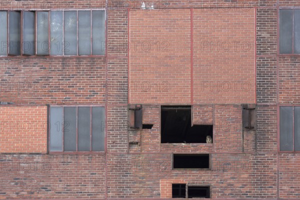 Eurasian eagle-owl (Bubo bubo), adult male, sitting in the window of an old industrial building,