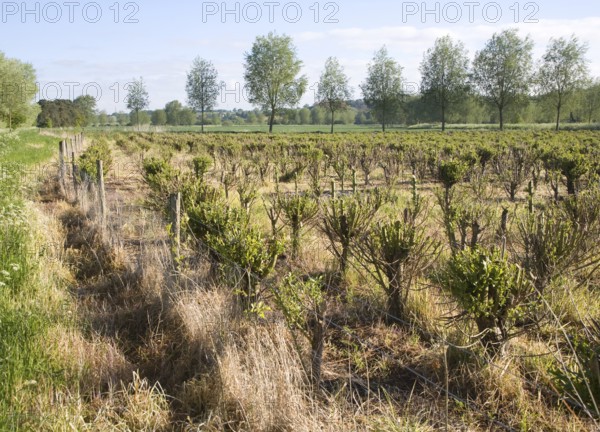 Set bed of cricket bat willow, Salix Alba Caerulea, which produces cuttings for new trees, near